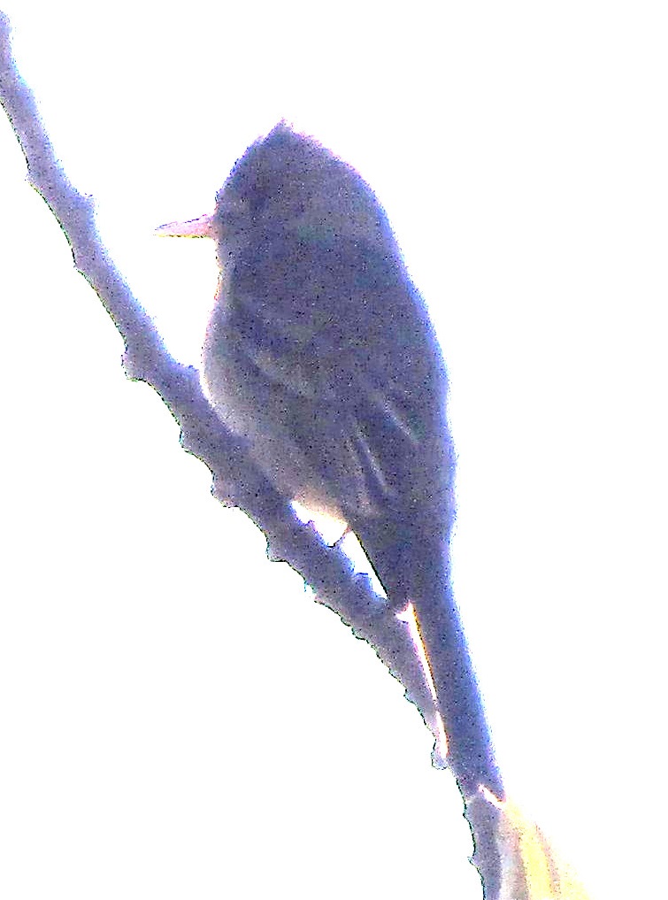 who is it edited 1.jpg