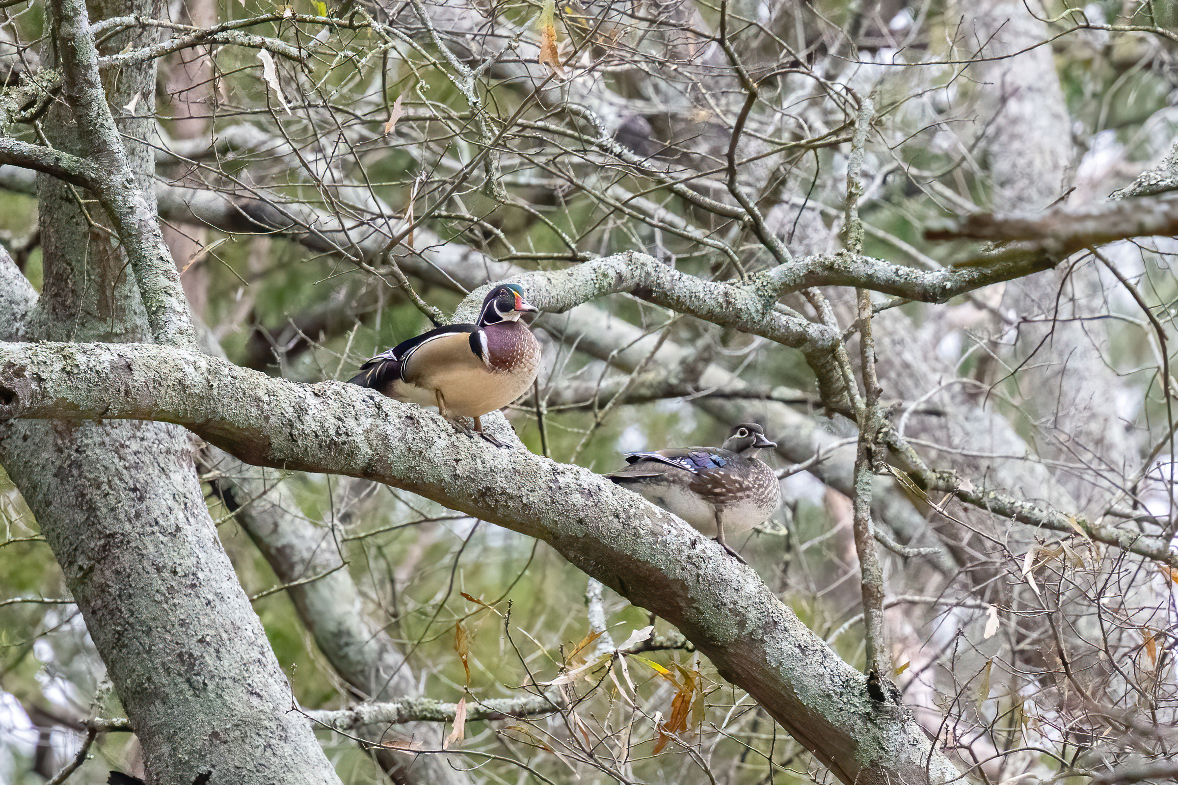 R7KH8325-D. Wood Duck.jpg