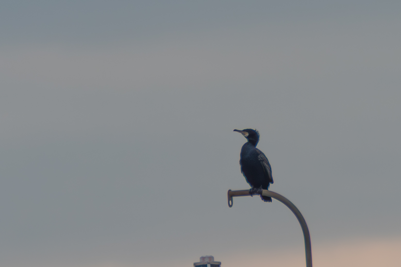 Great Cormorant-4.jpg