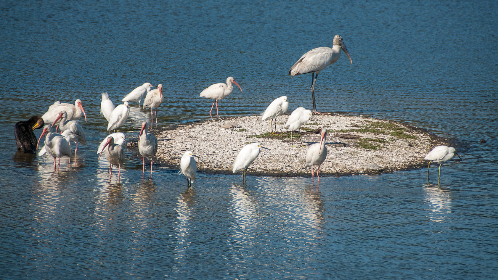 Wood Stork Huntington Beach SP 1683x946-1452.jpg