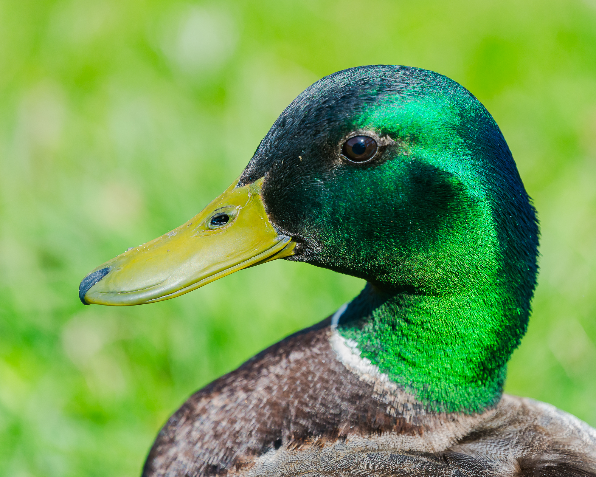 Mallard 1m if HVT 10x8 7511606.jpg