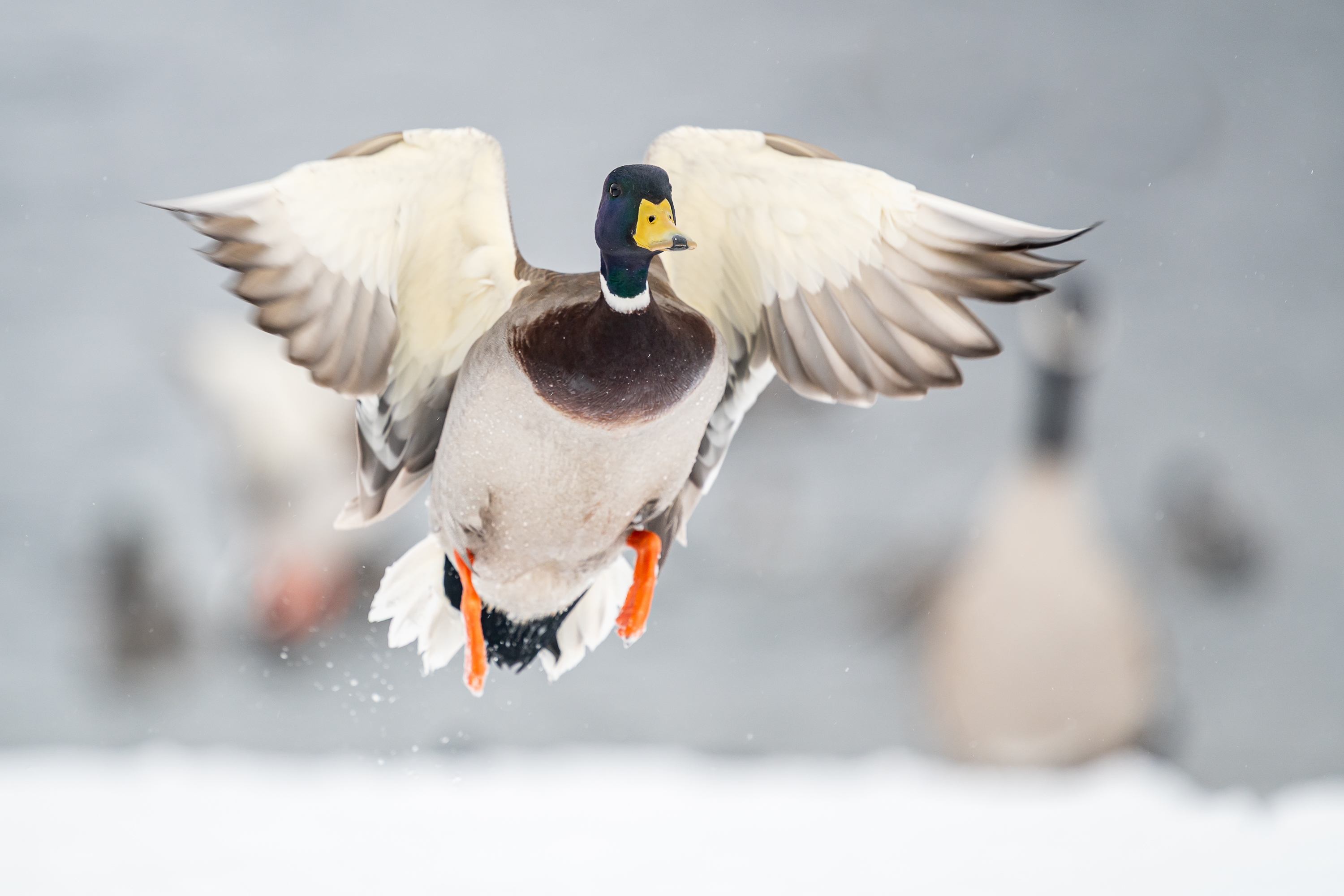 Mallard 1m if HVT 6x4-615086.jpg